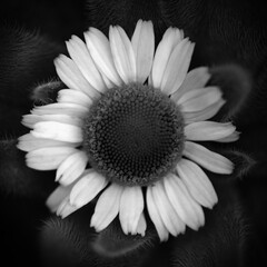 Black and white chamomile flower over a spiky background