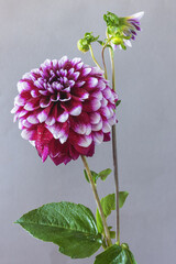 Purple dahlia flower on gray background close up