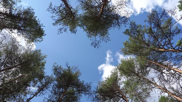 Breathtaking time-lapse showcasing nature's dance. Watch as the sky races over the majestic pine trees, painting the scene with vibrant hues. An awe-inspiring display of nature's beauty in just second