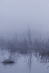 Obraz na płótnie Canvas Trees in the fog on the river bank. Winter landscape.