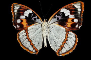 Schrenks emperor butterfly, inner side