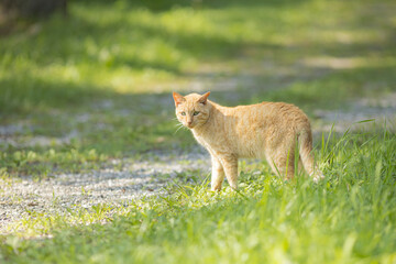草むらから見つめる猫