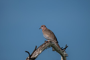Laughing pigeon on Branch