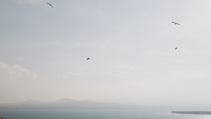birds flying over lake am mountains in autumn
