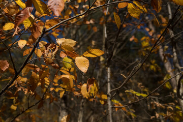 Closeup autumn leaves on a branch in october
