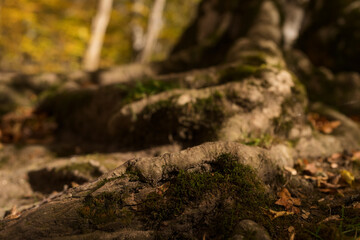 Closeup shot of tree with exposed roots in a forest in october