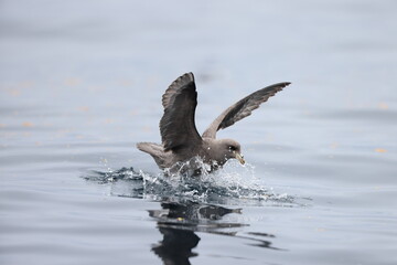 The northern fulmar (Fulmarus glacialis), fulmar, or Arctic fulmar in Japan