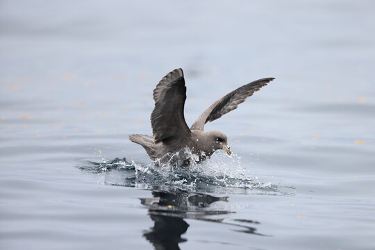 The northern fulmar (Fulmarus glacialis), fulmar, or Arctic fulmar in Japan