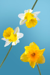 Yellow Daffodil flower against blue sky, blooming in summer