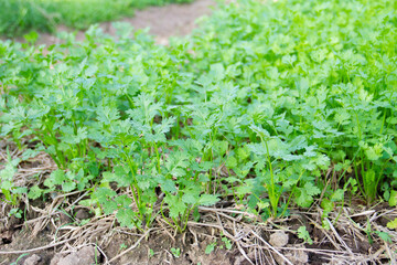 Close up Fresh growing green Coriander (Cilantro) leaves in Vegetable plot.