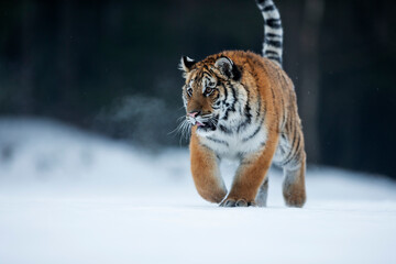 Obraz premium young siberian/bengal tiger, captive