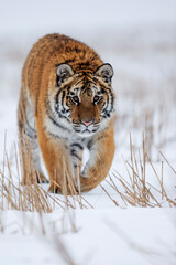 Obraz premium young siberian/bengal tiger, captive