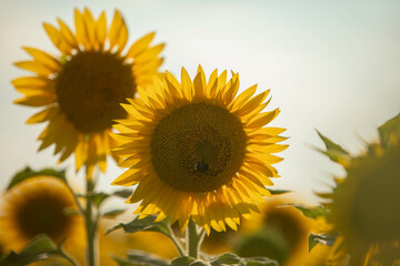 Obraz premium Sonnenblume mit Hummel