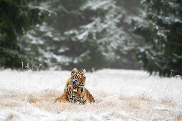 young siberian/bengal tiger, captive