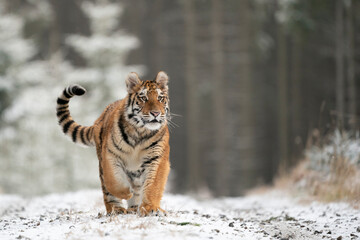 young siberian/bengal tiger, captive
