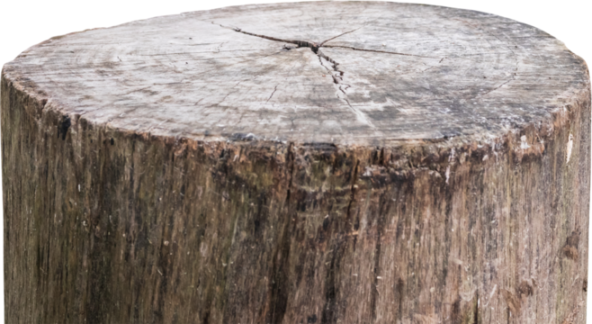 tree stump isolated on white background