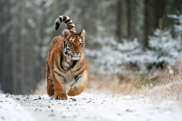 young siberian/bengal tiger, captive