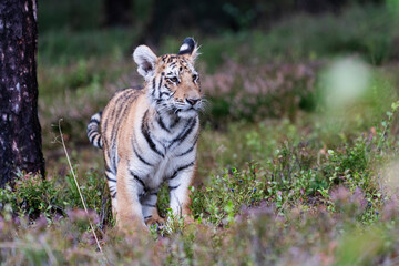 young siberian/bengal tiger, captive