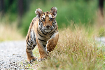 young siberian/bengal tiger, captive