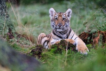 young siberian/bengal tiger, captive