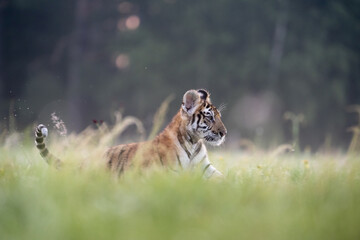 young siberian/bengal tiger, captive