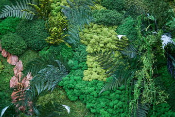 Moss and ferns in the garden, green background.