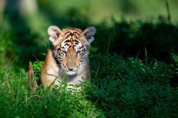 young siberian/bengal tiger, captive