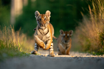 young siberian/bengal tiger, captive © Ondrej
