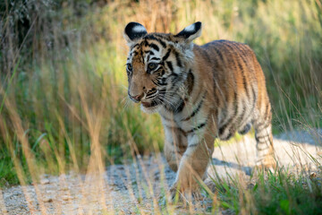 young siberian/bengal tiger, captive