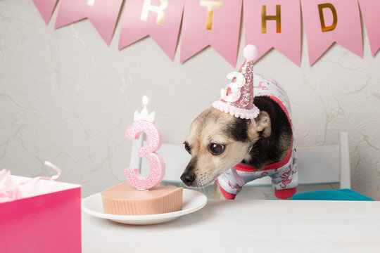Dog birthday cake, pet celebration, funny pet in cute party hat