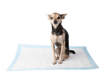 dog pad isolated, cute toy terrier sitting on pet disposable urine diaper - obrazy, fototapety, plakaty
