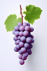 Fototapeta premium bunch of grapes on vine