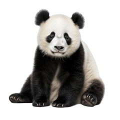 Fototapeta premium Panda isolated on transparent and white background. Png transparent