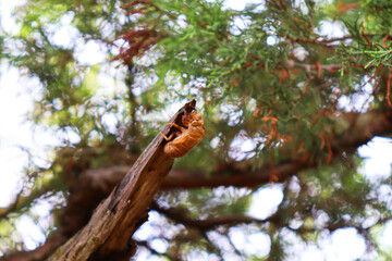 A cicada is sitting on a tree. Close-up of a cicada