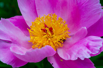 Tree peony in the garden, pink flowers close-up, Botanical Garden Ukraine