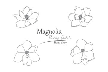 Magnolia flower petals hand drawn.
line art and sketches on white background.