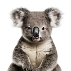 Koala isolated on transparent and white background. Png transparent