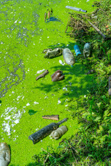 Floating garbage in a pond overgrown with floating duckweed and Wolffia plants, Odessa Ukraine