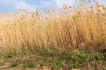 Fototapeta premium reeds in the wind