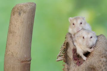 A pair of campbell dwarf hamsters are hunting for termites in a rotting bamboo tree trunk. This rodent has the scientific name Phodopus campbelli.