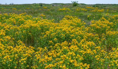 Hypericum perforatum - extensive thickets of medicinal plants on the island of Berezan, Ukraine