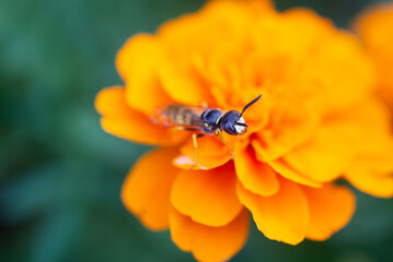 wasp on flower