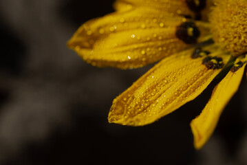 yellow flower with water drops