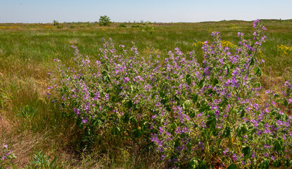 Thickets of Wild Mallow and Hypericum perforatum bloom on Berezan Island, Ukraine
