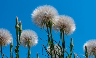 Goatsbeard or salsify (Tragopogon major) - white fluffy heads with seeds against a blue sky