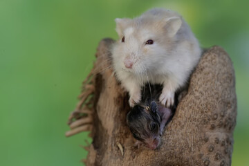 A female Campbell dwarf hamster is nursing her babies on a rotten bamboo tree trunk. This rodent has the scientific name Phodopus campbelli.
