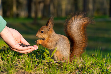 Russia. Peterhof. May 13, 2023. The squirrel eats seeds from his hand.