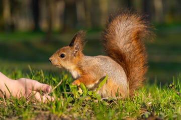 Naklejka na ściany i meble Russia. Peterhof. May 13, 2023. The squirrel eats seeds from his hand.