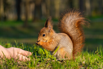 Russia. Peterhof. May 13, 2023. The squirrel eats seeds from his hand.