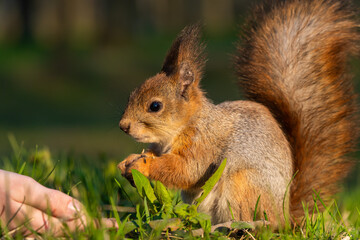 Russia. Peterhof. May 13, 2023. The squirrel eats seeds from his hand.